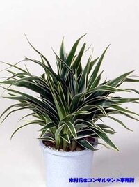 オリズルランの冬越し 毎年冬になると鉢植えのオリズルランが枯れた Yahoo 知恵袋