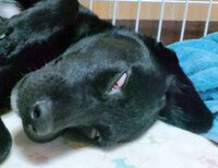 黒い犬の写真の撮り方 まっくろな塊にしか写りませんどうすれ Yahoo 知恵袋