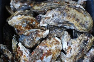 殻付きの生牡蠣は食べる直前まで生きているのですか 死んでいる Yahoo 知恵袋