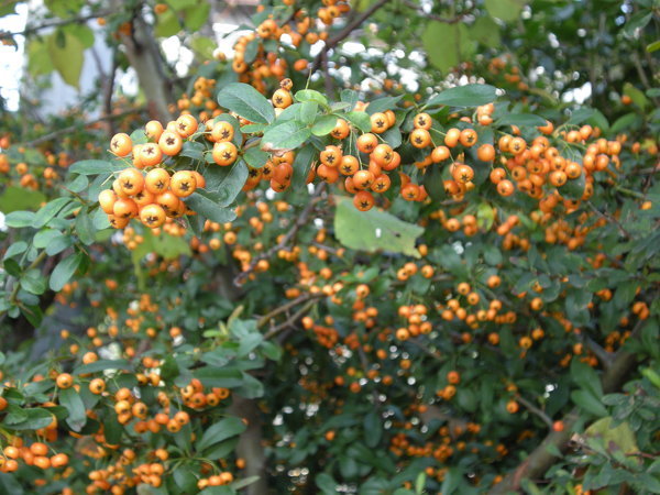 ピラカンサスについて質問です!去年の今ごろたくさん実をつけた木を