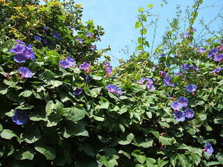 琉球朝顔が一向に咲かないので困っています春に植えてこの時期で咲かないと今年 Yahoo 知恵袋