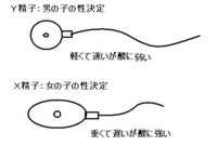 三人目 女の子の妊娠を希望しています 女の子の産み分けでは性交は Yahoo 知恵袋