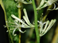 観葉植物ってなんで花が咲かないのですか 結論から言いますと 咲くものもあ Yahoo 知恵袋