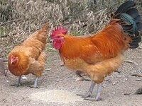ニワトリは鳥ですか 鳥です 図鑑でも 鳥類 に分類され Yahoo 知恵袋