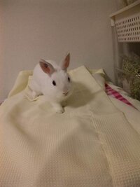 ねことうさぎって似てるとおもいませんか 私は うさぎを飼って Yahoo 知恵袋