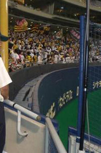 ナゴヤドームの外野席の構造を教えてください 外野フェンスと観客席最前列との Yahoo 知恵袋