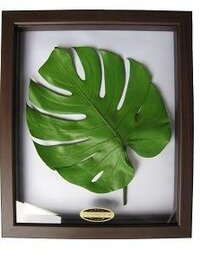 額入り葉っぱ 南国っぽい葉っぱが額に入って押し花のようになって Yahoo 知恵袋