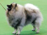 犬種を教えて下さい チャウチャウみたいな大きさと丸さで 色柄はシベリ Yahoo 知恵袋