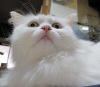 猫のヒゲ生えてるぷっくり部分 ふぐふぐ って言いますよね あれって正 Yahoo 知恵袋