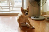 飼っている犬の座り方がちょっと変 皆さんが飼っている犬はもしかして Yahoo 知恵袋