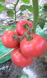 将来やりたい事に向かって大学や専門に行ったけど 途中で夢が変わって違 Yahoo 知恵袋