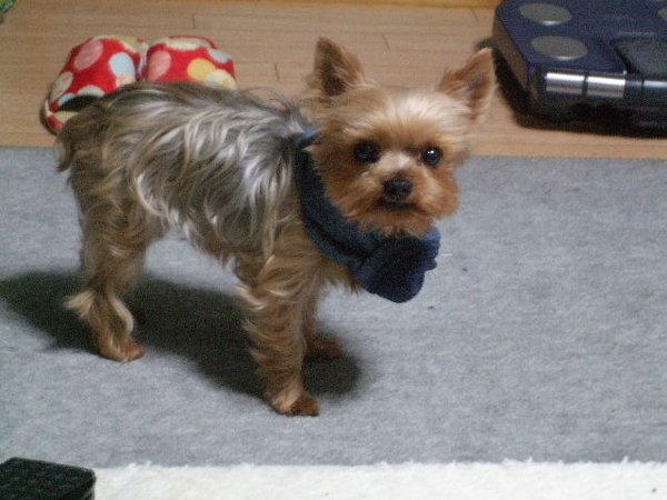 ヨークシャーテリアを購入したいと考えています ヨークシャーテリアは散髪しない Yahoo 知恵袋