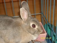 父と野生のうさぎについて こちら 北海道 には 蝦夷うさぎとい Yahoo 知恵袋