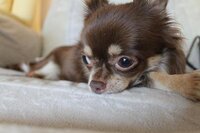 うちのチワワ は気まぐれ 基本は旦那にベッタリして私は嫌われてる Yahoo 知恵袋