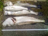 宍道湖はシーバスは釣れるのでしょうか イカはいますか タコはい Yahoo 知恵袋