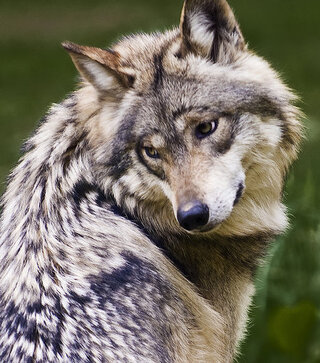 動物園で一番好きな動物は何ですか 回答よろしくお願いします Yahoo 知恵袋