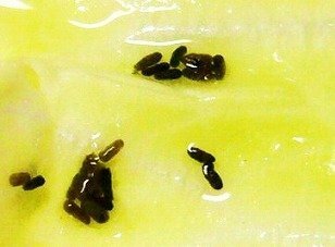 Yahoo!知恵袋ナメクジは糞をしますか?
一週間前実家で採れた白菜に薄い茶色のベチャッとした柔らかい糞がありました。何枚か剥いてもたくさんついていて、一匹幼虫?