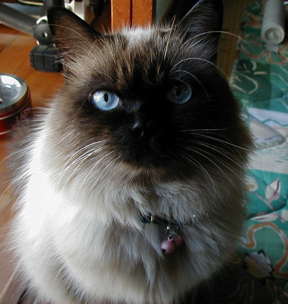 質問です テニスの王子様 で越前家で飼っているネコの種類はなんと言 Yahoo 知恵袋