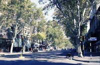 銀杏 いちょう の枝を全て切るのはなぜ 街路樹の銀杏の枝をバッサリ全て切ってい Yahoo 知恵袋