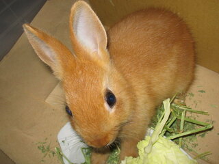最近 ウサギを飼おうと思っています ロップイヤーが可愛いなと思ってるのです Yahoo 知恵袋