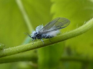 この季節に飛んでるのを見掛ける虫で お尻にホワホワした白い毛 Yahoo 知恵袋