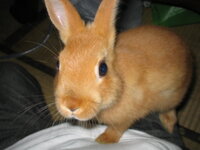 ウサギは ケージの中だけで飼うことは出来ないのでしょうか ストレ Yahoo 知恵袋