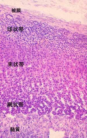索状組織とは なんですか 読み方は 細胞が列をなしてまっすぐな索状に並 Yahoo 知恵袋