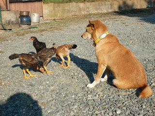 軍鶏とイタチどっちが強い 烏骨鶏と矮鶏を２０羽くらい飼っています 屋外 Yahoo 知恵袋