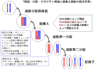 高校生物の質問です 体細胞分裂と染色体が後期に同じ別れ方をするのは 減 Yahoo 知恵袋