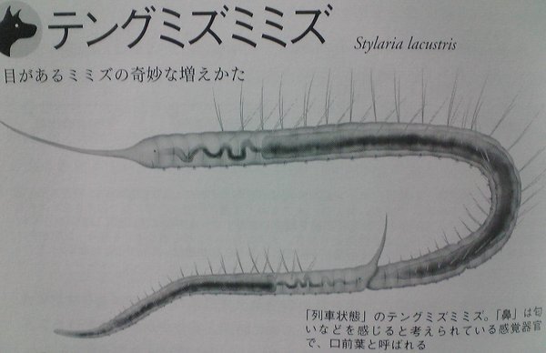 みみずについて教えてください みみずって 半分に切れたら 切れ Yahoo 知恵袋