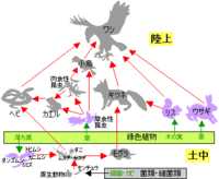 食物網と食物連鎖の違いを教えてください 食物連鎖生物は同種 Yahoo 知恵袋