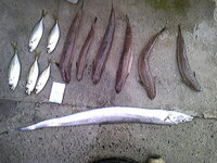 エソって食べれるんですか エギングしてて偶然釣れたときあるんですが エギ Yahoo 知恵袋