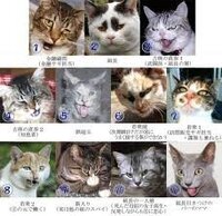 どら猫のどらってどういう意味ですか 野良猫とは違うのですか Infos Yahoo 知恵袋