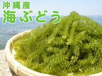 海ぶどうっておいしいですか 何に近い味ですか 沖縄料理で海ぶどう Yahoo 知恵袋