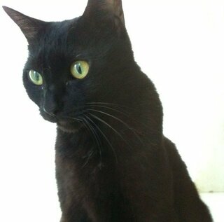 猫のひげの色ふと 思ったんですが 黒猫のひげも白色ですか 最近 白っぽい Yahoo 知恵袋