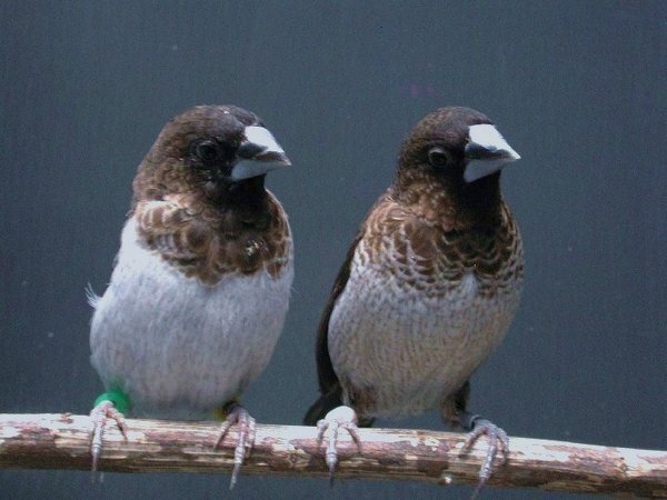 雀に似ている飼育可能の鳥はいますか 鳥について無知なのですが Yahoo 知恵袋