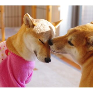 犬 ひげの根元に何か 柴犬を買っていますひげの付け根というか Yahoo 知恵袋