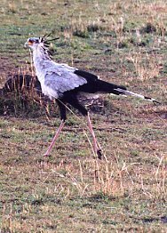 鳥を英語で言うと一番カッコイイ呼び方になる鳥ってなんですか アホウドリの Yahoo 知恵袋
