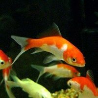 金魚が水面でプカプカ浮いてるのですがどなたか原因が分かる方教えて下さい Yahoo 知恵袋
