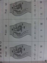 妊娠１４週です 朝目覚めて仰向けのままベッドの中でお腹に手を当てる Yahoo 知恵袋