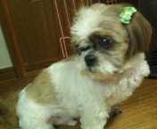 私はシーズーがどうしても可愛いと思えません 顔 シーズーが大好き Yahoo 知恵袋