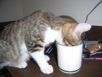 コーヒーミルクを猫に与えても大丈夫でしょうか？ - もしかして、スジ... - Yahoo!知恵袋