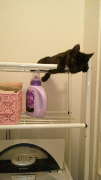 猫は名前呼ぶと返事しますか うちの猫は 娘が呼んだ時だけ返事をし Yahoo 知恵袋