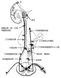 後索 内側毛帯路とは簡単に言うと どういうものなのでしょうか 学校の授 Yahoo 知恵袋