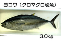 ヨコワってどんな魚の事でしょうか クロマグロ 本マグロ の幼魚の Yahoo 知恵袋