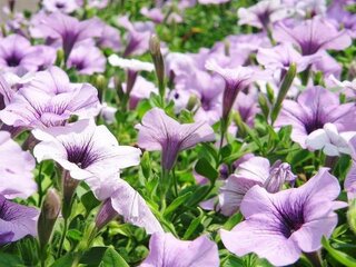 花言葉 諦められない夢 や 諦められない などの花言葉を持つ花を教 Yahoo 知恵袋