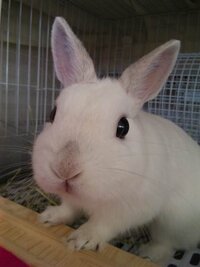 今度うさぎを飼おうと思っています 0 そこでうさぎ専門店で買いたいの Yahoo 知恵袋