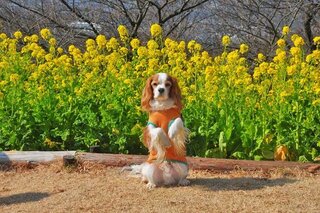 犬に白菜を食べさせても大丈夫ですか 体重を落としてと言われ キャ Yahoo 知恵袋
