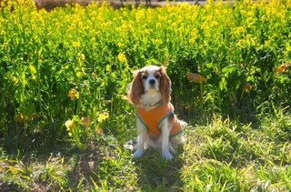 犬の顔をﾄﾞﾗｲﾔｰで乾かす時に嫌がるのですがどうしたらいいと思い Yahoo 知恵袋