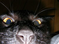 愛猫の瞳の大きさが左右で違うのですが なんという病気なのでしょう Yahoo 知恵袋